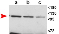 AGO10 | Argonaute 10 in the group Antibodies Plant/Algal / DNA/RNA/Cell Cycle / plant RNA at Agrisera AB (Antibodies for research) (AS15 3071)